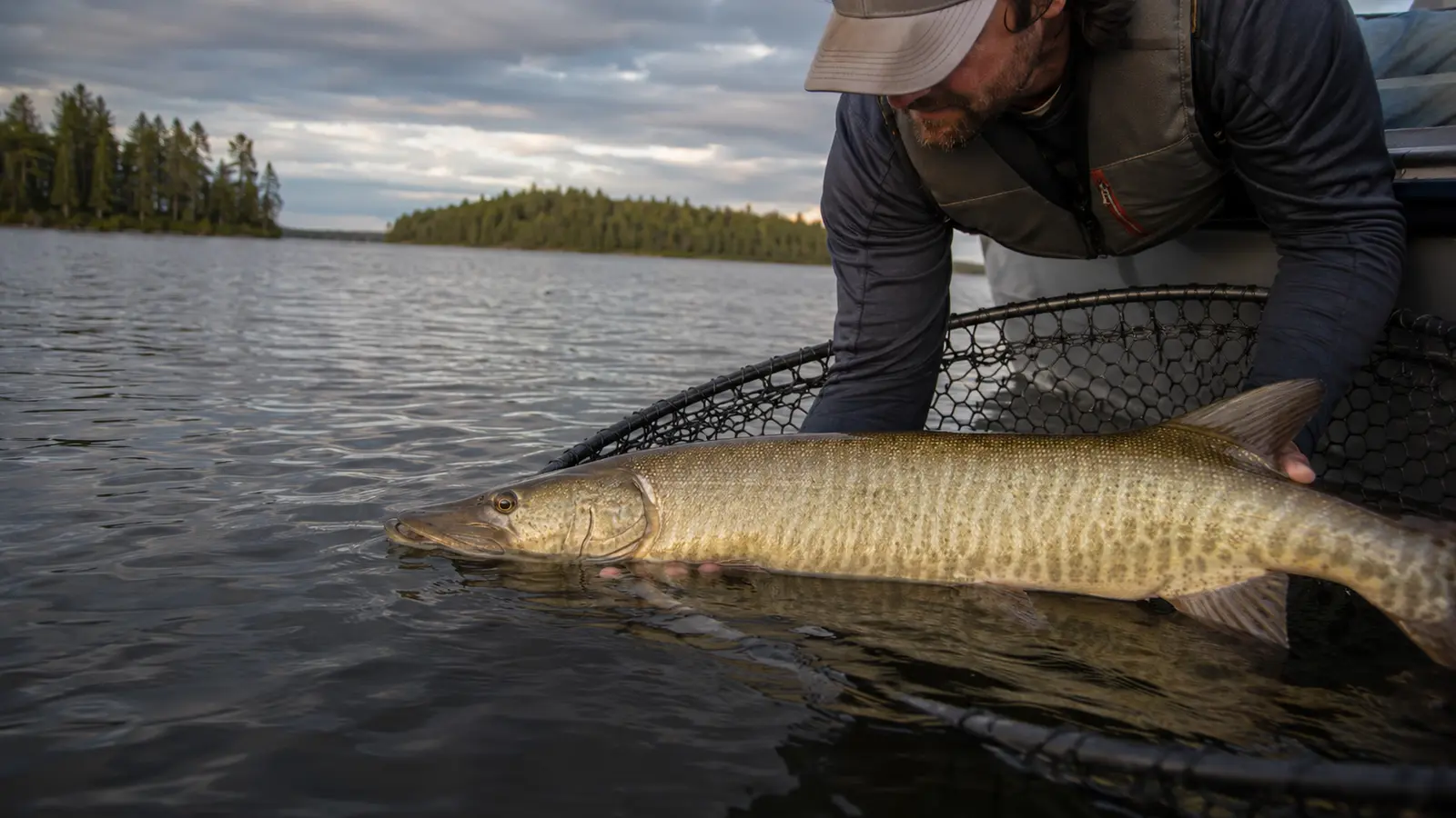 A large muskellunge supported in the water beside an Ontario fishing boat.